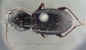 Attēlu rezultāti vaicājumam “Pterostichus oblongopunctatus”