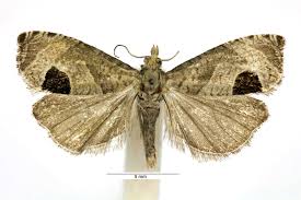 Attēlu rezultāti vaicājumam “Notocelia uddmanniana”