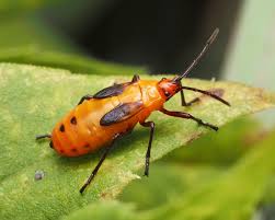 Attēlu rezultāti vaicājumam “Lygaeidae”