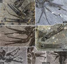 Attēlu rezultāti vaicājumam “Lycogala convexum sessile”