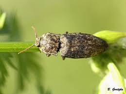 Attēlu rezultāti vaicājumam “Agrypnus murinus”