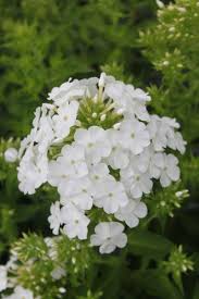 Image result for Phlox (großblumig)