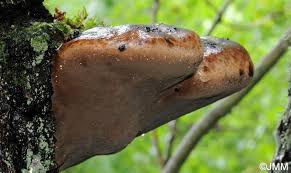 Attēlu rezultāti vaicājumam “Phellinus alni”