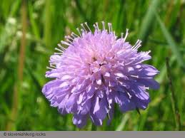 Attēlu rezultāti vaicājumam “Dipsacaceae”