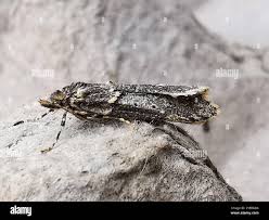 Attēlu rezultāti vaicājumam “Diurnea lipsiella male”