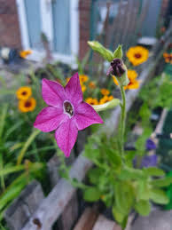 Image result for Nicotiana x sanderae `Perfume`F1