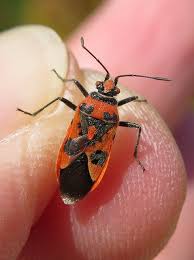 Attēlu rezultāti vaicājumam “Corizus hyoscyami”