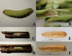 Attēlu rezultāti vaicājumam “Gynaephora selenitica larva”