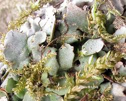 Attēlu rezultāti vaicājumam “Dermatocarpon luridum”