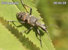 Attēlu rezultāti vaicājumam “Rhagium mordax”