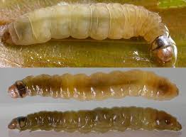 Attēlu rezultāti vaicājumam “Elophila nymphaeata”