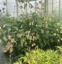 Attēlu rezultāti vaicājumam “Briza media flower”