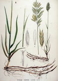 Attēlu rezultāti vaicājumam “Bromopsis inermis fruit”