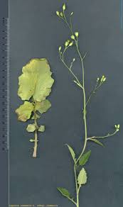 Attēlu rezultāti vaicājumam “Lapsana communis leaf”