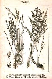 Attēlu rezultāti vaicājumam “Glyceria maxima fruit”