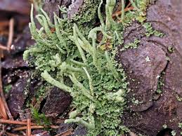 Attēlu rezultāti vaicājumam “Cladonia ochrochlora”