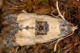 Attēlu rezultāti vaicājumam “Cochylis dubitana”