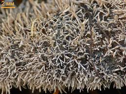 Attēlu rezultāti vaicājumam “Tilachlidium brachiatum”