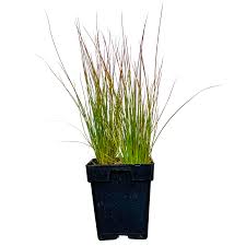 Attēlu rezultāti vaicājumam “Juncus inflexus”