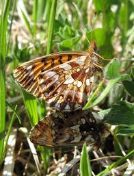 Attēlu rezultāti vaicājumam “Boloria dia upperside”
