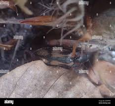 Attēlu rezultāti vaicājumam “Selatosomus cruciatus”