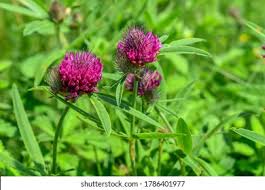 Attēlu rezultāti vaicājumam “Trifolium alpestre”