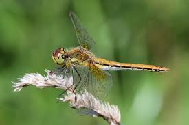 Attēlu rezultāti vaicājumam “Sympetrum flaveolum”