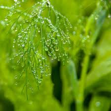 Attēlu rezultāti vaicājumam “Anethum graveolens leaf”