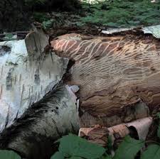 Attēlu rezultāti vaicājumam “Scolytus ratzeburgi”