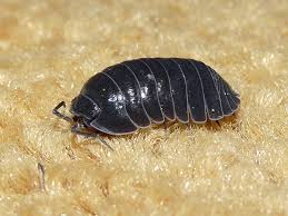 Attēlu rezultāti vaicājumam “Armadillidium pulchellum”