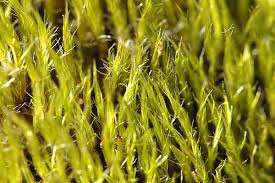 Attēlu rezultāti vaicājumam “Campylopus introflexus”