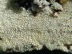 Attēlu rezultāti vaicājumam “Ceriporia”