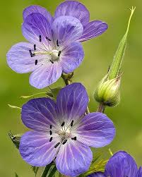 Attēlu rezultāti vaicājumam “Geranium bohemicum”