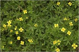 Attēlu rezultāti vaicājumam “Potentilla erecta flower”