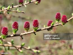 Attēlu rezultāti vaicājumam “Larix decidua flower”