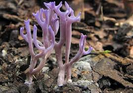 Attēlu rezultāti vaicājumam “Clavulina amethystina”