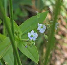 Attēlu rezultāti vaicājumam “Veronica anagallis-aquatica flower”