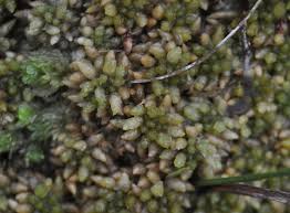 Attēlu rezultāti vaicājumam “Dicranella staphylina cells”