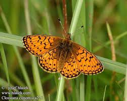 Attēlu rezultāti vaicājumam “Boloria eunomia”