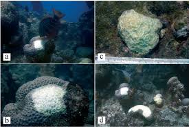 Image result for Sparisoma amplum