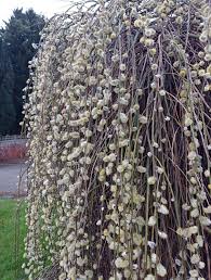 Attēlu rezultāti vaicājumam “Salix caprea”