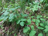 Attēlu rezultāti vaicājumam “Laserpitium latifolium”