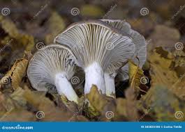 Attēlu rezultāti vaicājumam “Gomphidius glutinosus”