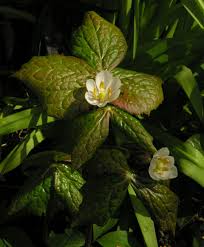 Attēlu rezultāti vaicājumam “Podophyllum hexandrum fruit”