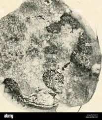 Attēlu rezultāti vaicājumam “Enteridium variabile spores”