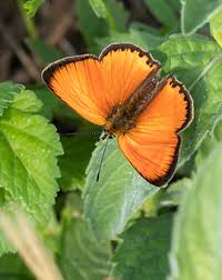 Attēlu rezultāti vaicājumam “Lycaena virgaureae”