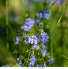 Attēlu rezultāti vaicājumam “Veronica serpyllifolia”