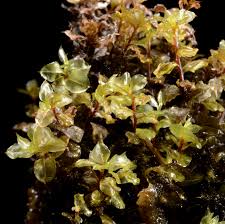 Attēlu rezultāti vaicājumam “Cinclidium stygium”