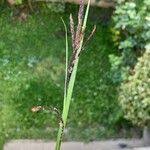 Attēlu rezultāti vaicājumam “Carex acuta fruit”