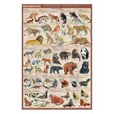 Attēlu rezultāti vaicājumam “Carnivora”